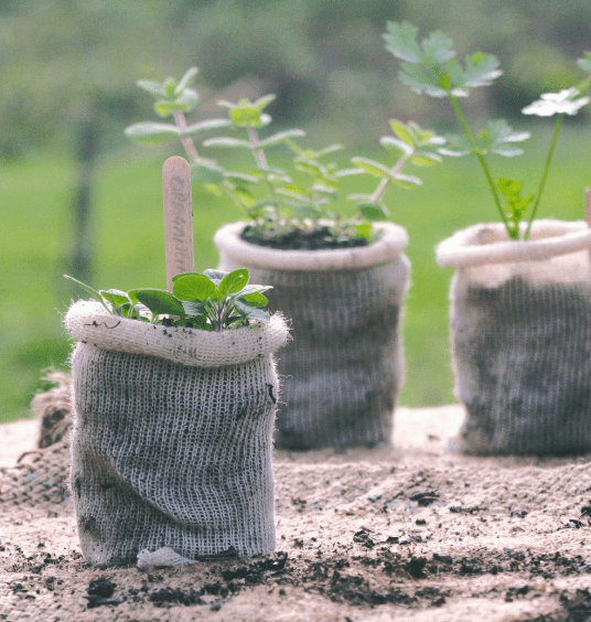 Seedlings in sacks at BBC Gardeners' World Live