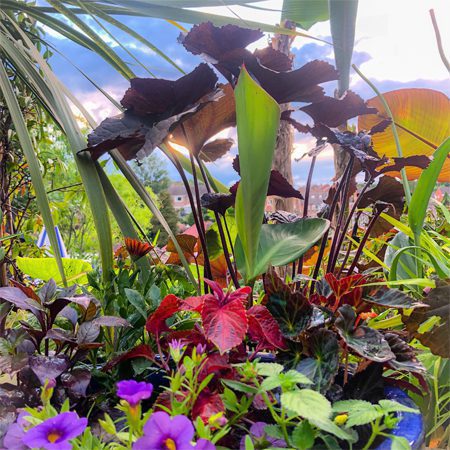 ebay garden plants