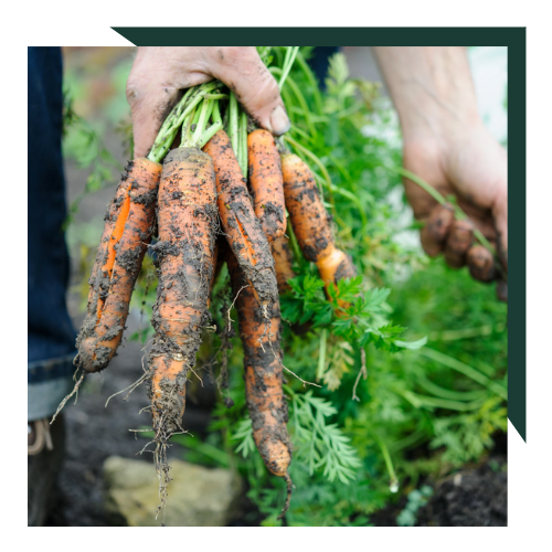 Blog - 2023 trends - grow your own