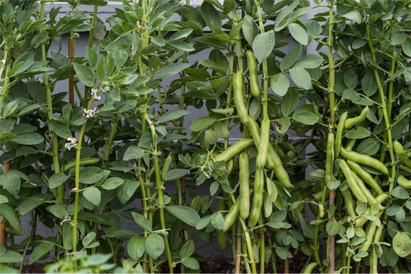 Broad beans 2018 garden
