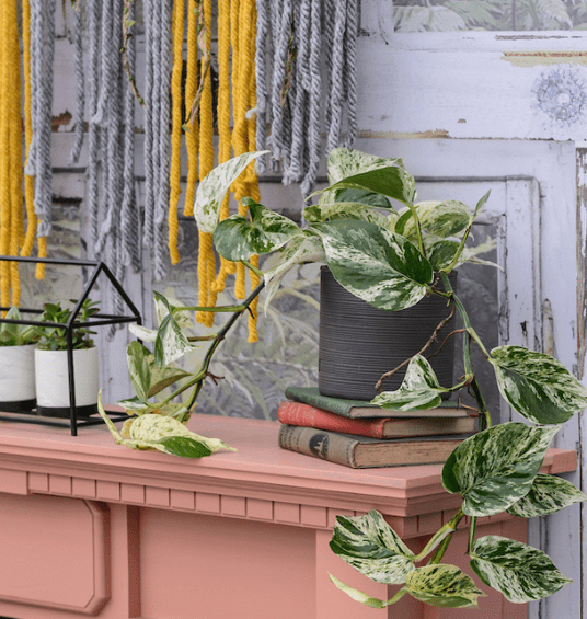 Potted plant on pile of books on table at BBC Gardeners' World Live