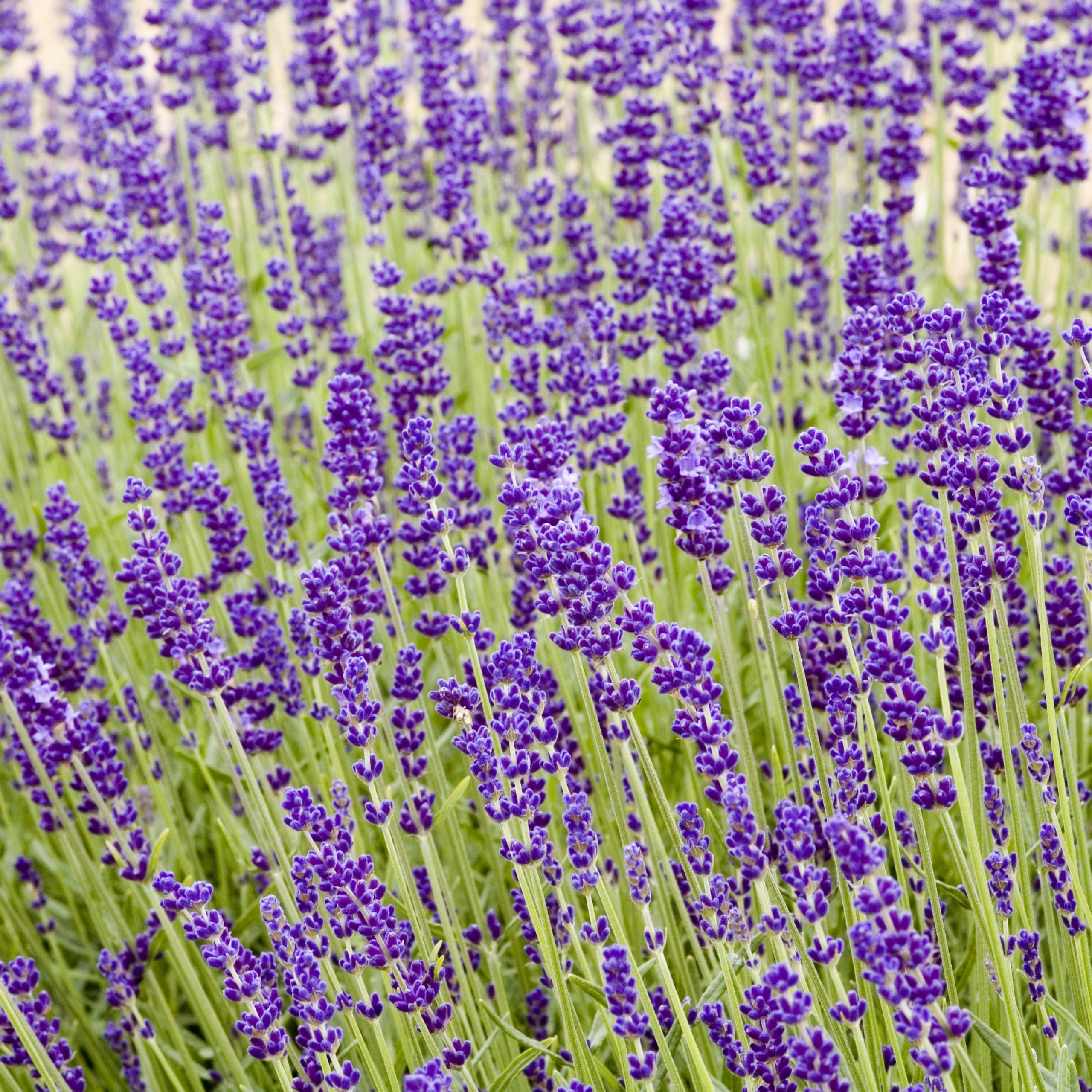 Lavender deep blue - Lavandula angustifolia Hidcote, aromatic shrub, herb