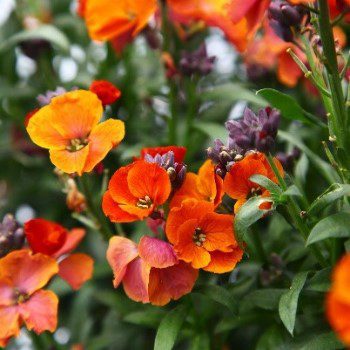 Erysimum ‘Colour Vibe’