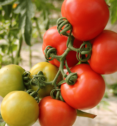 Ripe and unripe tomatoes on the vine