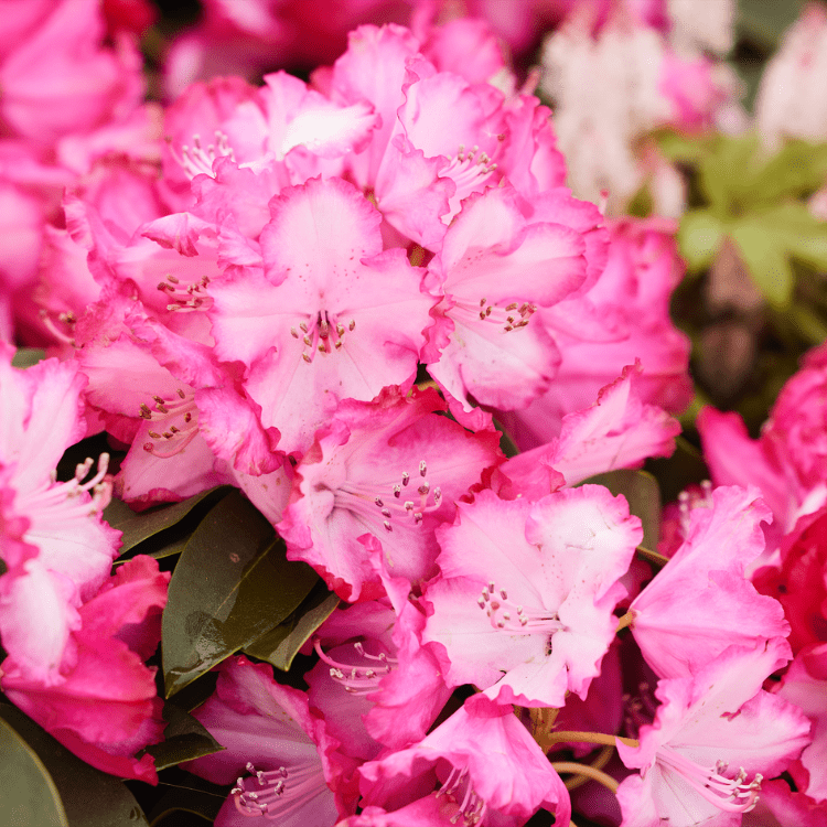 Pink flowers at BBC Gardeners' World Live