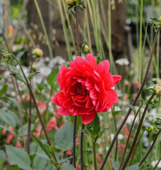 Rose flower at BBC Gardeners' World Live