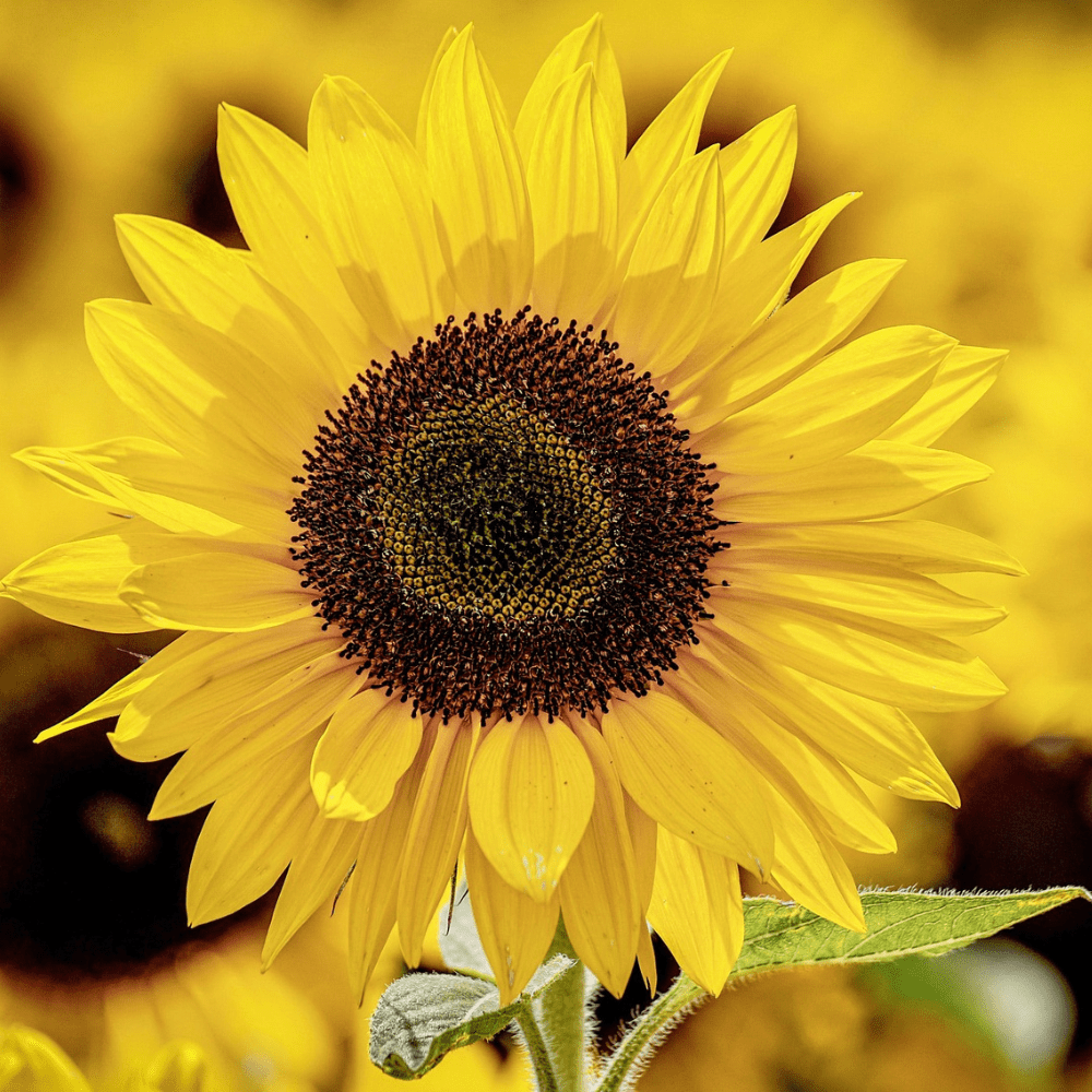 Sunflower display at BBC Gardeners' World Live