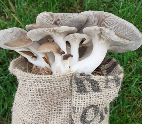Black Pearl Oyster Mushroom Grow at Home Kit