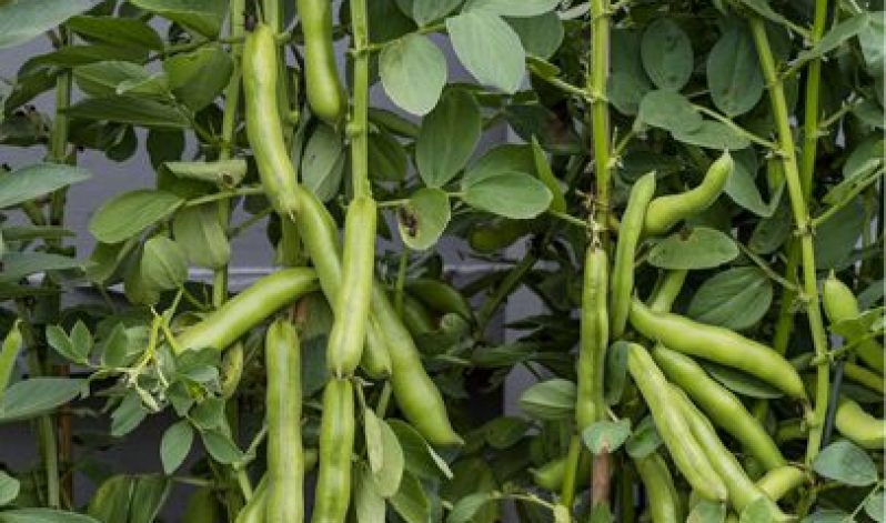 Plot to plate: broad beans