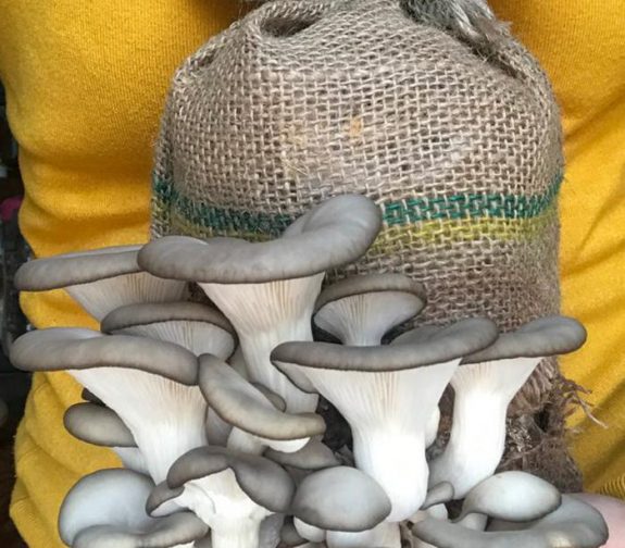 Grey Oyster Mushroom Grow at Home Kit