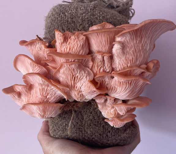 Pink Oyster Mushroom Grow at Home Kit