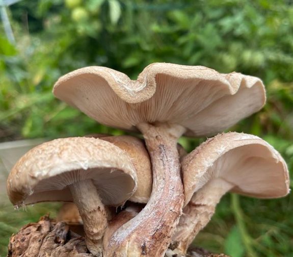 Shiitake Mushroom Grow at Home Kit