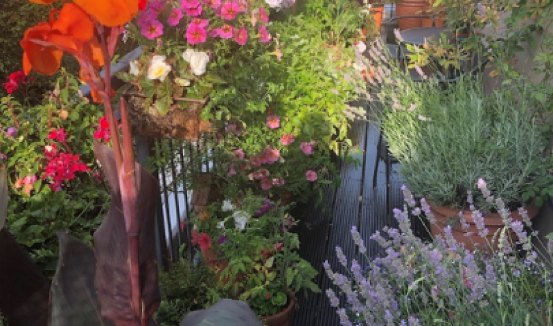 Top tips for a blooming balcony garden