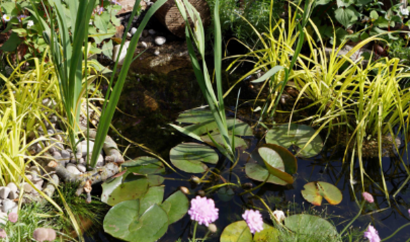 How to Build a Naturalistic Pond