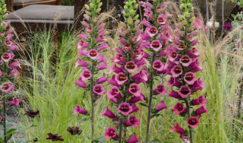 Plant your own foxglove haven at home